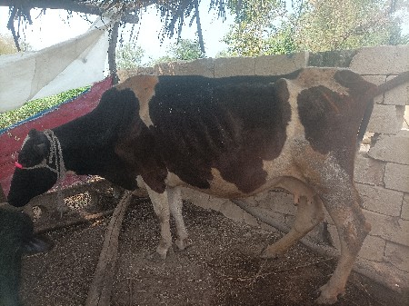 hf ગાય વેસવાની સે