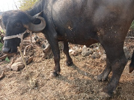 ખડેલીવેચવાનિછે  ઉંચાઈ લંબાઈ પુરી