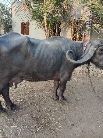 થંબનેલ 2