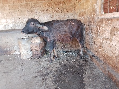 વેચવાનો છે