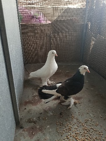 થંબનેલ 2