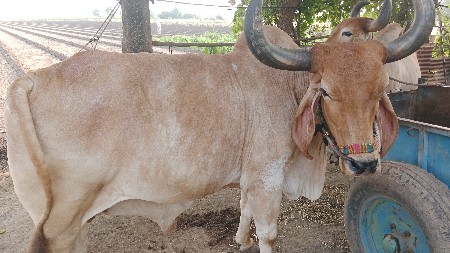 थंबनेल 2