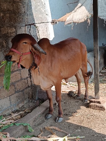 થંબનેલ 2