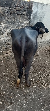 ભેંશ.વેશવાની.વિસ.દિવસ.વિયાલ