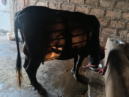 थंबनेल 2