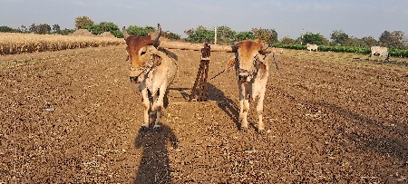 ગોદલા વેચવાના છે