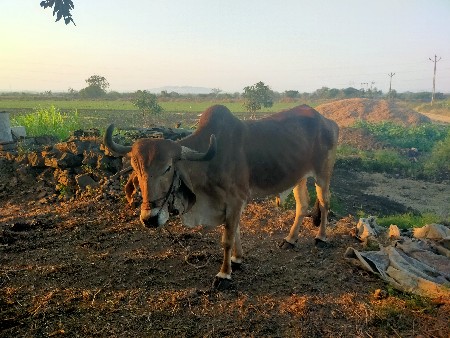 બળદ વેચવાનો છે