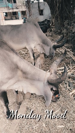 વઢીયારા બરધ વેસવાના છે