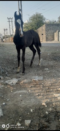 थंबनेल 3