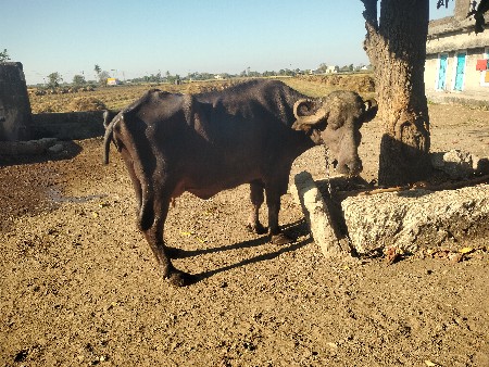 थंबनेल 3