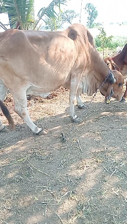 ગીર ગાય વેચવાની છે