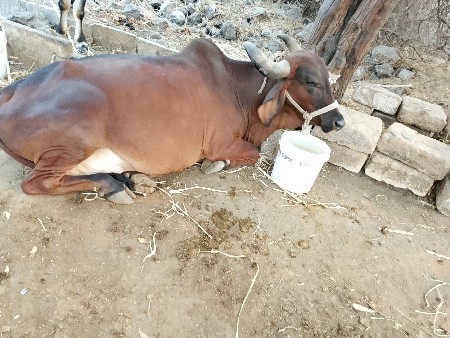 ગાય વેચવાની છે