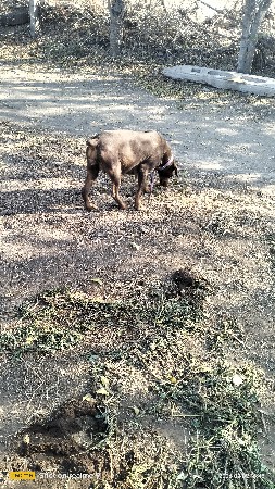 ડોબર મેન કુતરી વેચવાની છે