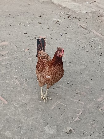 મરઘી વેચવાની છે