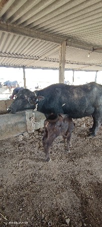 थंबनेल 2