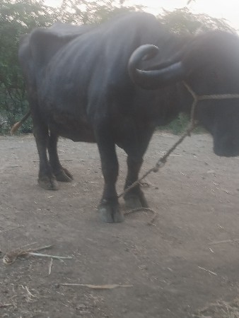 थंबनेल 3