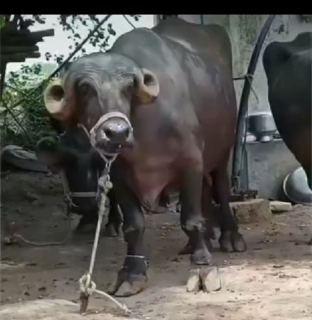 थंबनेल 2