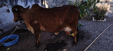 થંબનેલ 3