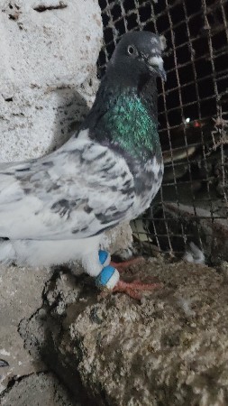 કબુતર devana chhe