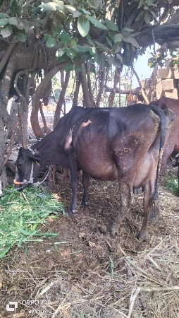 થંબનેલ 2