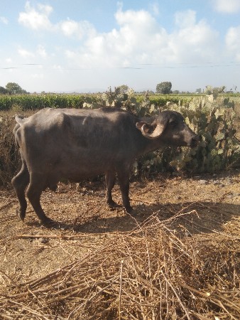 ખડેલી વેસવાની