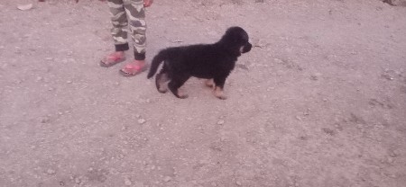 જર્મન શેફર્ડ મેલ