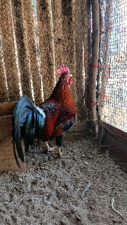 थंबनेल 3