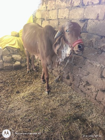 ગીર હોડકી વેચવાની છે..