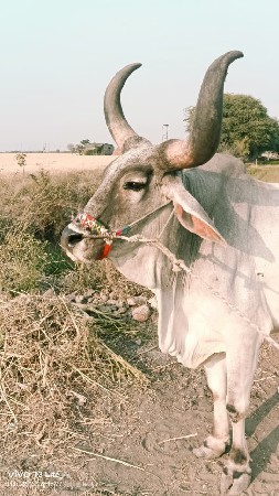 થંબનેલ 3