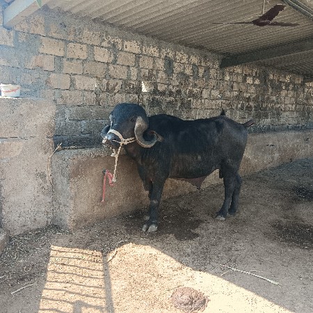 થંબનેલ 3