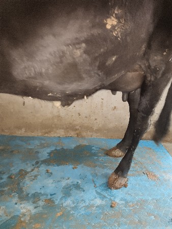 ગીર ક્રોસ ગાય વેચવાનીછે