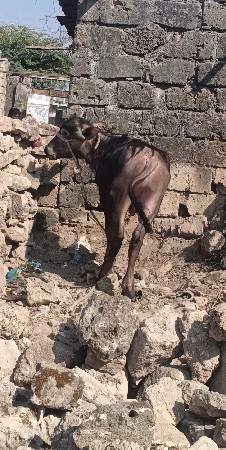 વેચવાના છે