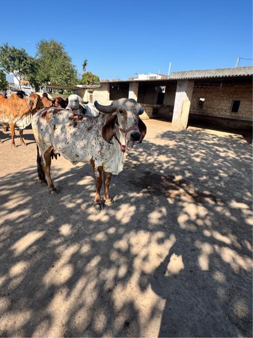 थंबनेल 2