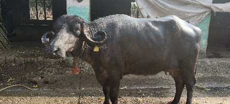 બીજું વેતર.  10 12 દિવસની  વી