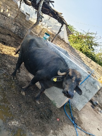 थंबनेल 2