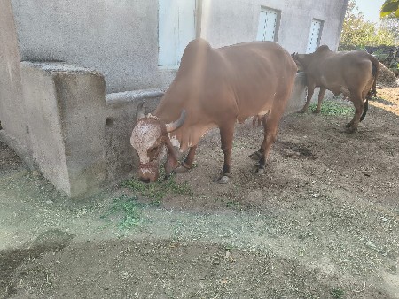 ગીર ગાય વેચવાની છે