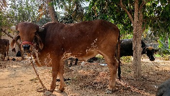 थंबनेल 2