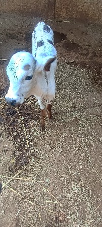 थंबनेल 3