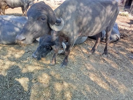 ખિલાડી વેચવાની છે