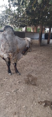 બુલ લેવાનો છે