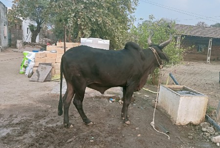 થંબનેલ 2