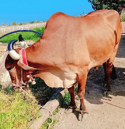 દેશી બળદ વહેંચવાના છેઃ