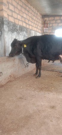 આ ગીર‌ ક્રોસ ગાય વેચવાની છે