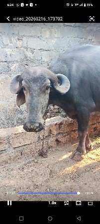 ભેંસ વેચવાની છે