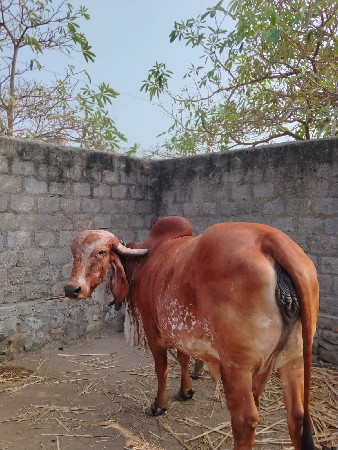 थंबनेल 2