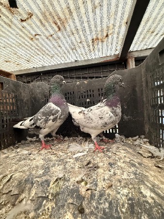 આ જોડી વેચવાની છે