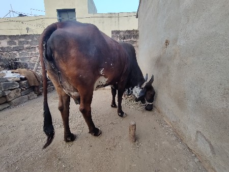 थंबनेल 2