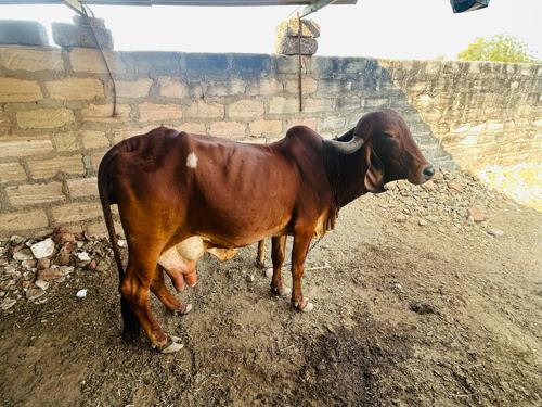 દેશી ગા વેચવાની છે