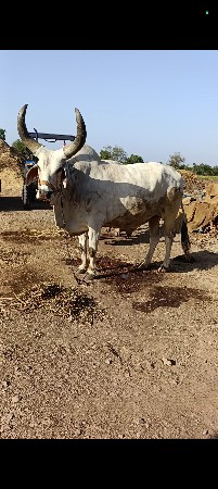 બળદ ની જોડ વેચવાની છે