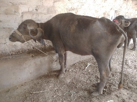 थंबनेल 3